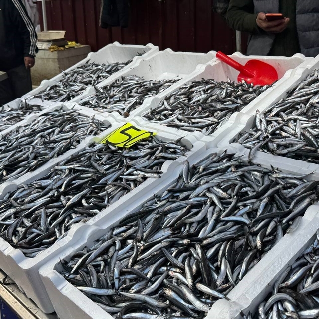 Zonguldak'ta hamsi 150 liradan alıcı buldu