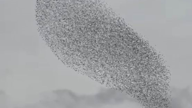 Karapınar'da sığırcık kuşları görsel şölen oluşturdu