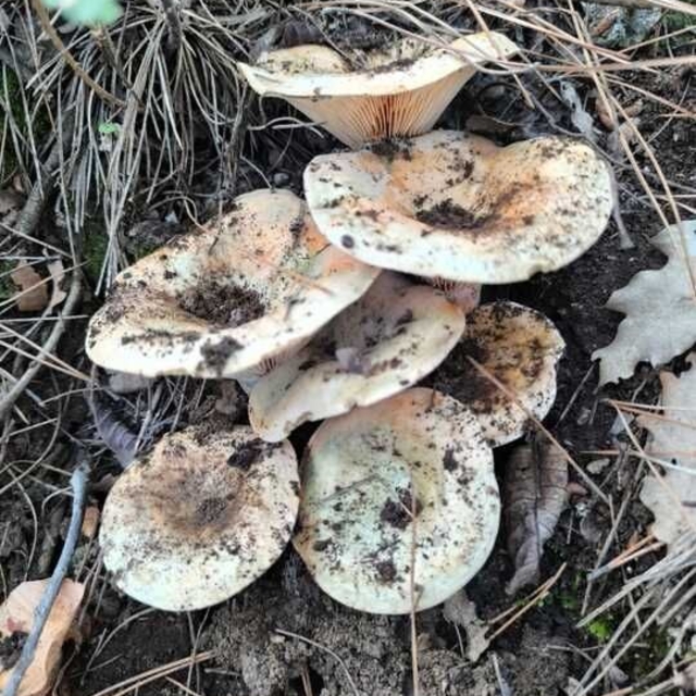 Çameli'de cintar bereketi