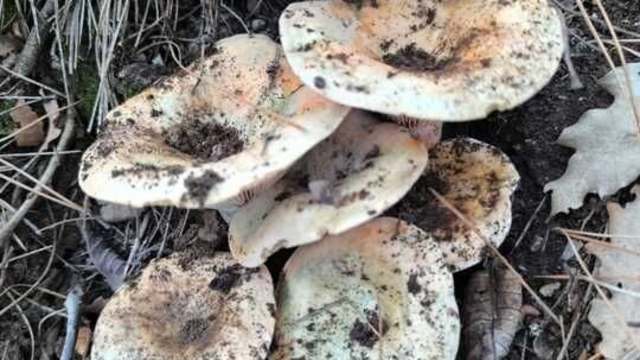 Çameli'de cintar bereketi