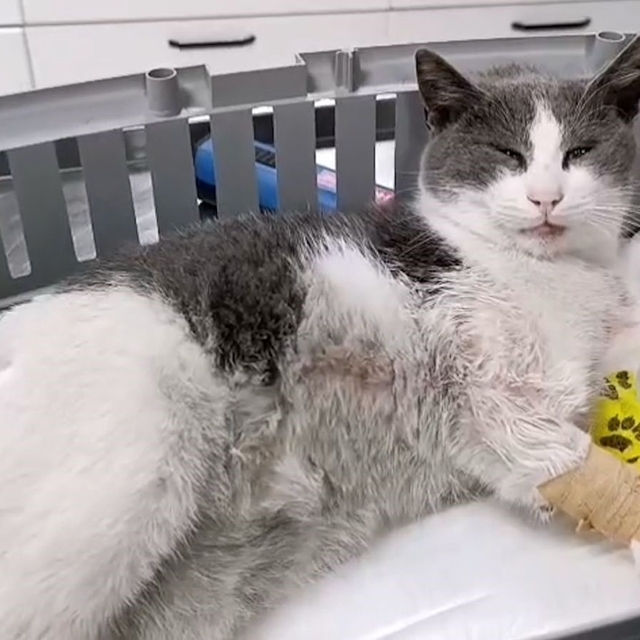 Bolu'da otomobilin çarptığı kedi, tedavi için İstanbul'a sevk edildi
Ağır y...