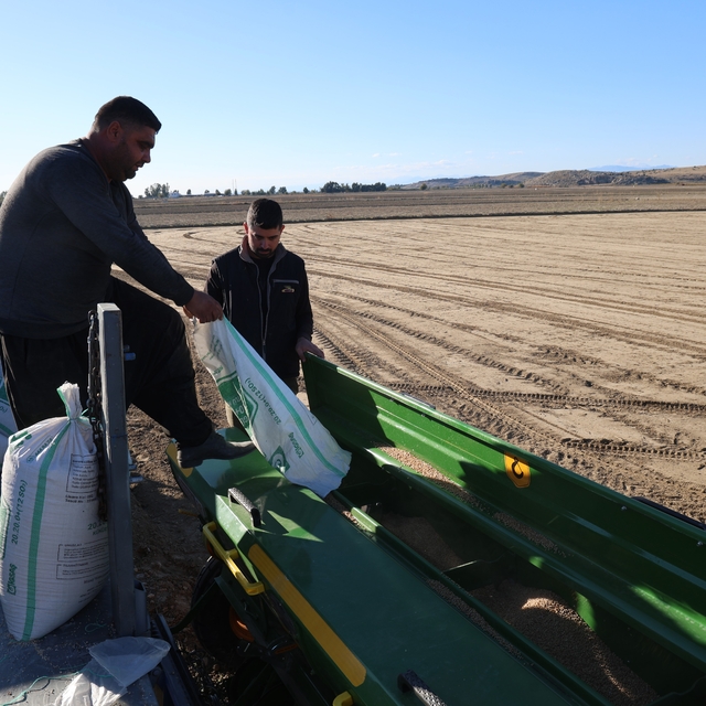 Çukurova'da buğday ekimi başladı