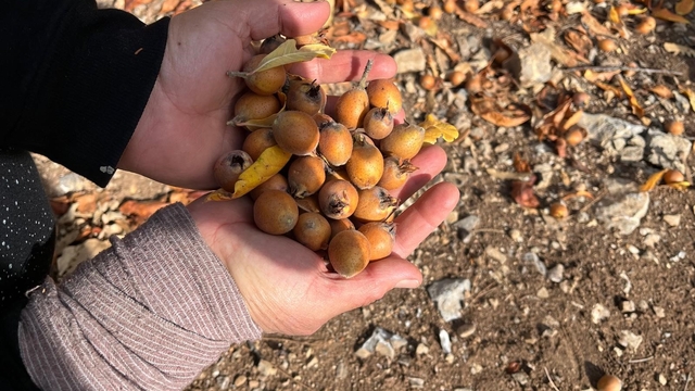 Toros Dağları'nda  gizemli hayırseverin 30 yıl önce aşıladığı meyveler bölge halkına gelir oldu
İzine rastlanmayan hayırseverin aşıladığı alıç ağaçları bugün beşbıyık meyvesi veriyor
Vatandaş beşbıyık olarak bilinen meyveleri toplayıp hem satıyor hem şifa buluyor