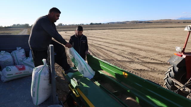 Çukurova'da buğday ekimi başladı