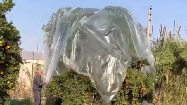 Yağmurda mandalinaya naylonlu koruma
Adana'da çiftçi aşırı yağmurda mandalina zarar görmesin diye ağaca naylon geçirerek önlem aldı