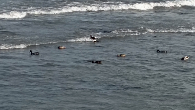 Ordu'da yaban ördekleri şöleni: 11 kuşluk sürü görüntülendi
