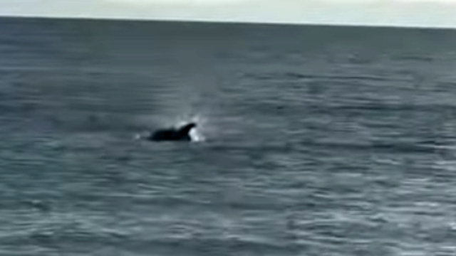 Saros'ta kıyıya yakın yüzen yunus görüntülendi