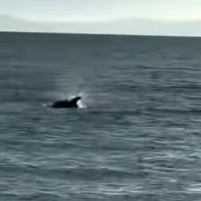 Saros'ta kıyıya yakın yüzen yunus görüntülendi