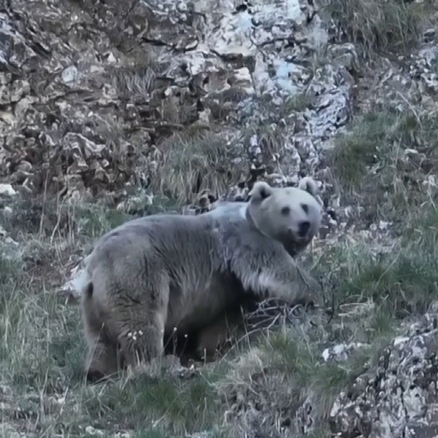Erzincan'da kış uykusuna hazırlanan iki ayı görüntülendi