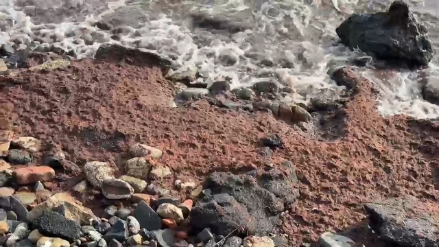 Tekirdağ'da poyraz kızıl yosun sürükledi