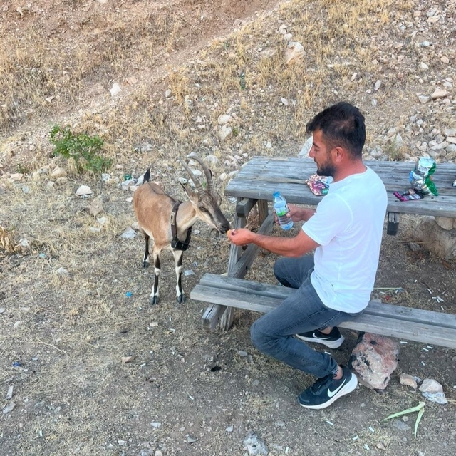 Dağ keçisini elleriyle besledi