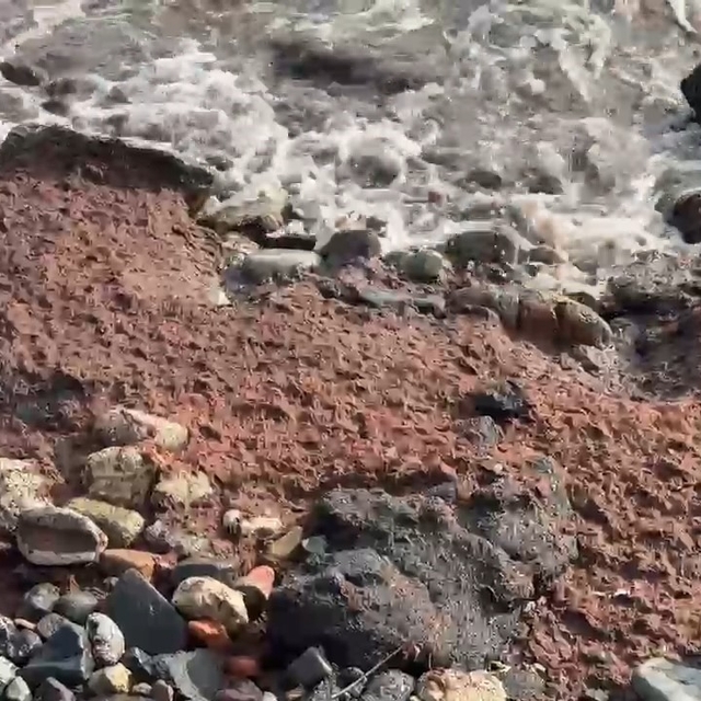 Tekirdağ'da poyraz kızıl yosun sürükledi