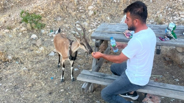 Dağ keçisini elleriyle besledi
