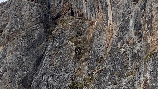 Erzincan'da mahsur kalan keçiler için JAK ve AFAD seferber oldu