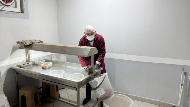 Alaplı'da fındık kavurma tesisleri taleplere yetişemiyor