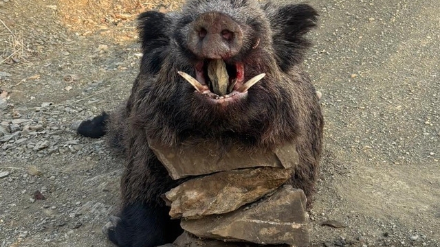 Elazığ'da avcılar 200 kiloluk domuz avladı