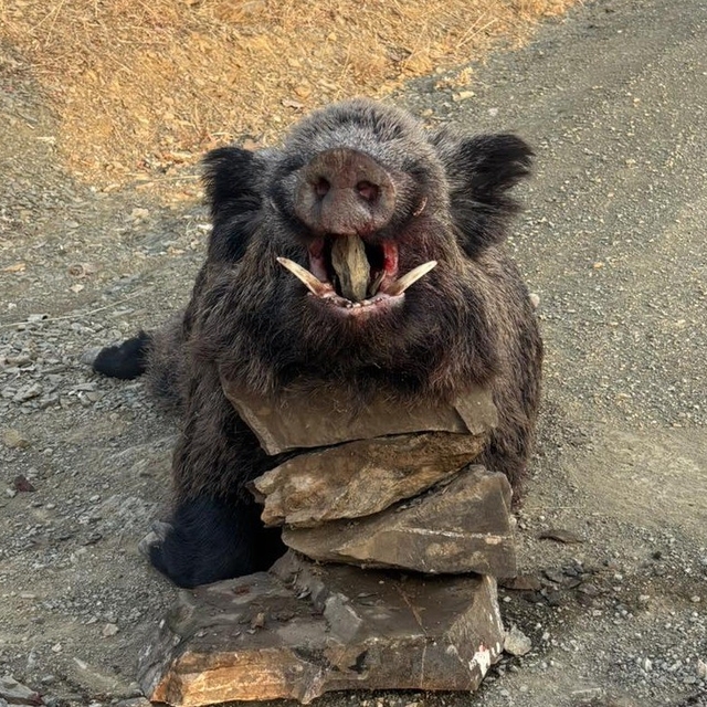 Elazığ'da avcılar 200 kiloluk domuz avladı