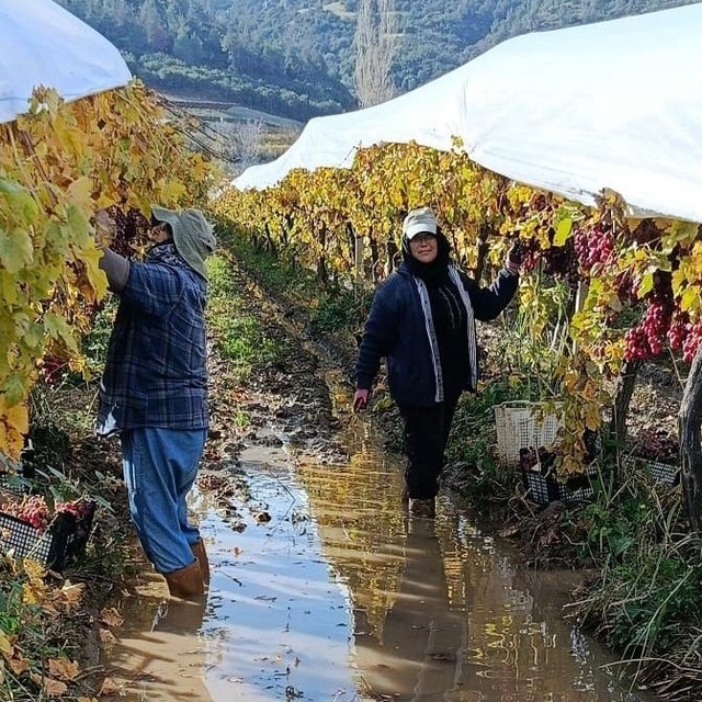 İşçiler yağmur ve çamuru aldırış etmeden üretime devam ediyor