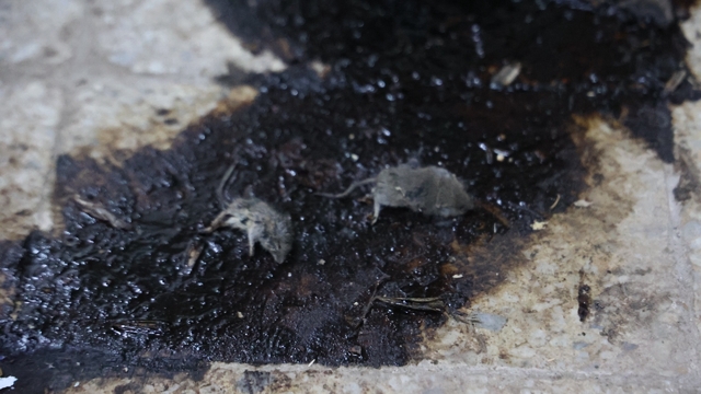 Kilis'te hijyen şartlarına aykırı üretim yapan işletmeye 105 bin TL ceza