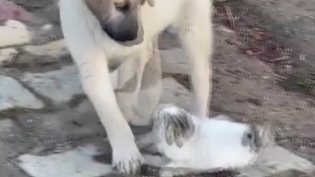 Gercüş'te yavru kedi ile yavru köpeğin sevimli kavgası kamerada
