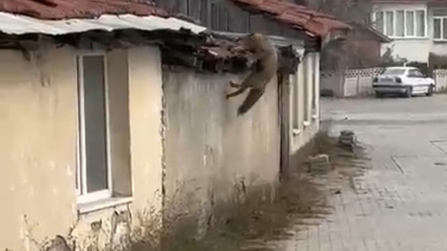 Köpek seslerini duyan tilkinin yaşadığı panik kamerada
