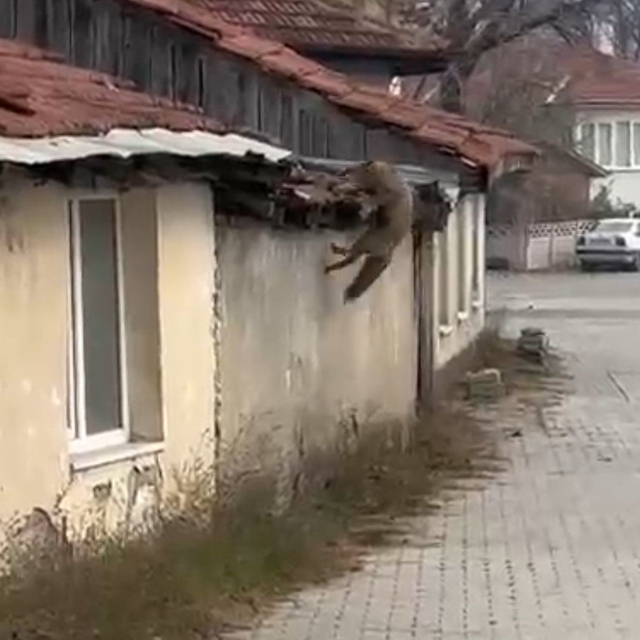 Köpek seslerini duyan tilkinin yaşadığı panik kamerada