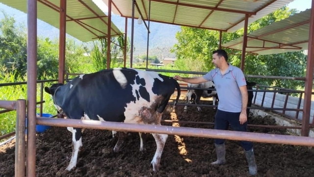Milas'ta "şap hastalığı" nedeniyle 11 mahalle karantinaya alındı