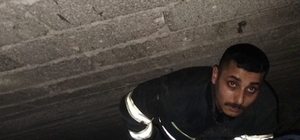 Havalandırma boşluğuna düşen yavru kediyi itfaiye kurtardı