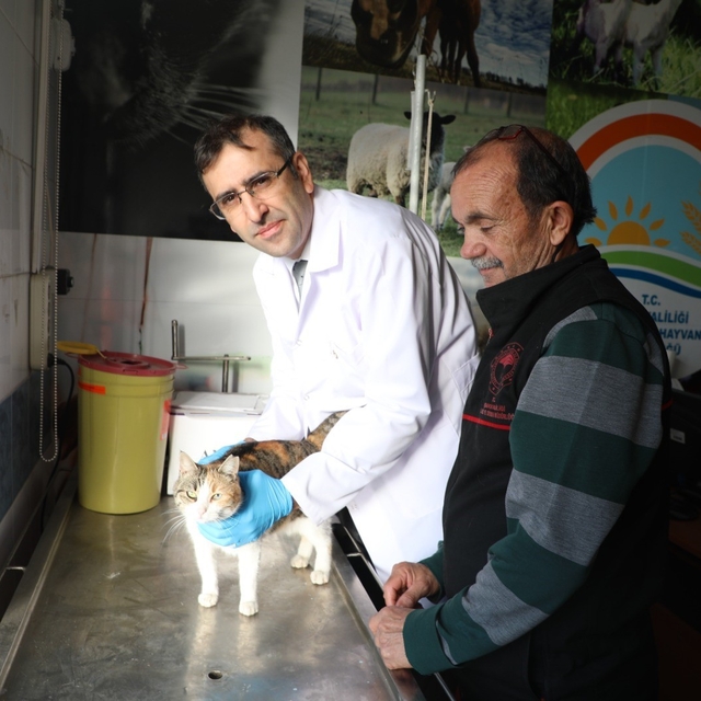 Kedi ve köpeklere mikroçip uyarısı: 31 Aralık son gün