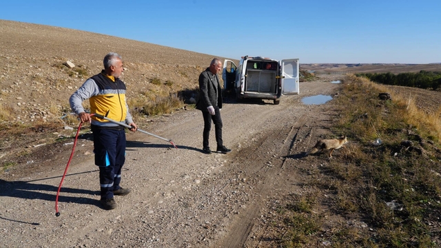Yaralı tilki tedavisinin ardından doğaya geri bırakıldı