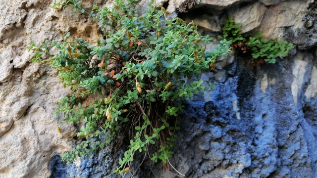 Endemik Malatya kantaronu, kimyasal olarak sarı kantarondan daha zengin çıktı
Malatya'da endemik "Hypericum malatyanum" bitkisinin bazı parametreleri sarı kantarondan daha yüksek çıktı