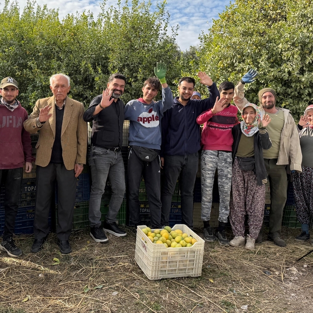 Binlerce ailenin geçim kaynağı limonun başkentinde hasat zamanı
Üreticilerd...