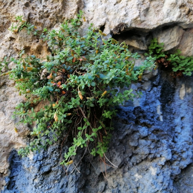 Endemik Malatya kantaronu, kimyasal olarak sarı kantarondan daha zengin çık...