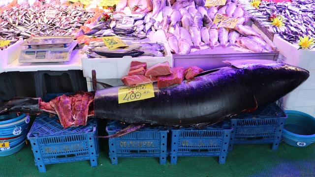 280 kiloluk orkinos vatandaşları hayrete düşürüyor
Dev orkinosu özel izinle Eskişehir'e getirildi
'Gören afallıyor': Eskişehir'de nadir orkinos heyecanı