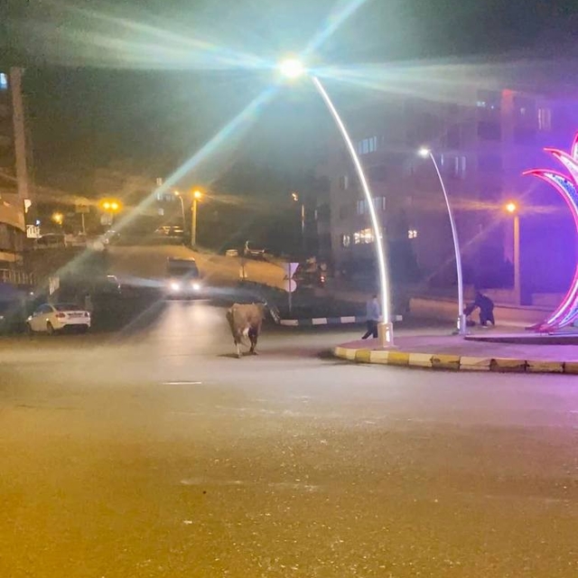 Caddede ilerleyen büyükbaş hayvanlar kamerada