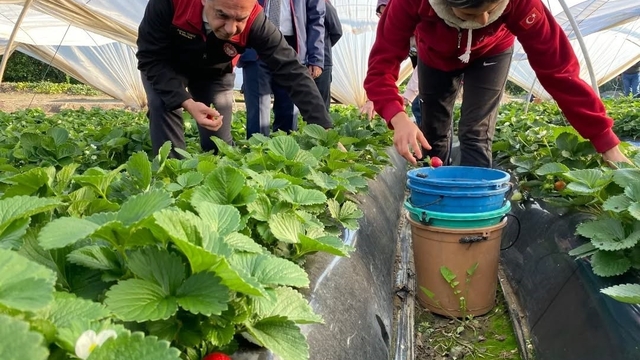 Coğrafi işaretli 'Sultanhisar Çileği'nde hasat sevinci