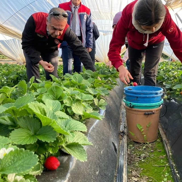 Coğrafi işaretli 'Sultanhisar Çileği'nde hasat sevinci