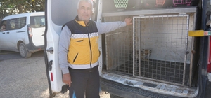Adıyaman'da yaralı tilki tedavisinin ardından doğaya salındı