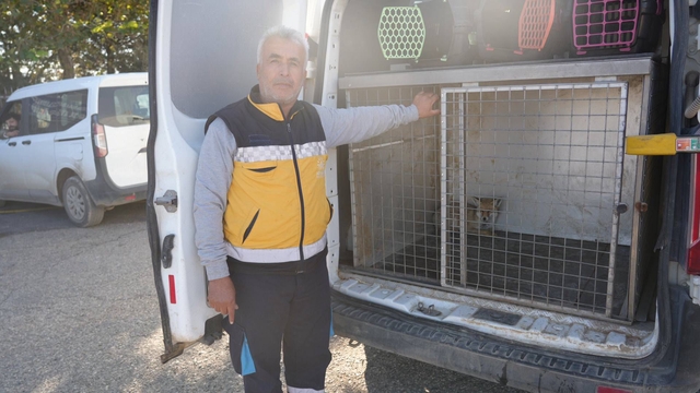 Adıyaman'da yaralı tilki tedavisinin ardından doğaya salındı