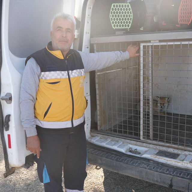 Adıyaman'da yaralı tilki tedavisinin ardından doğaya salındı