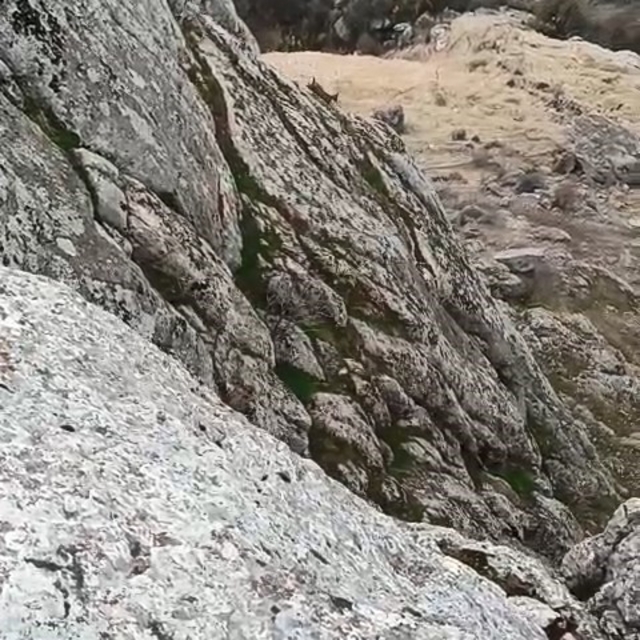 Elazığ'da dağ keçileri sürü halinde görüldü