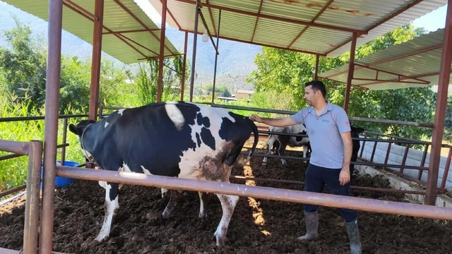 Muğla'da 11 mahallede şap karantinası