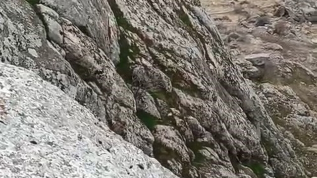 Elazığ'da dağ keçileri sürü halinde görüldü