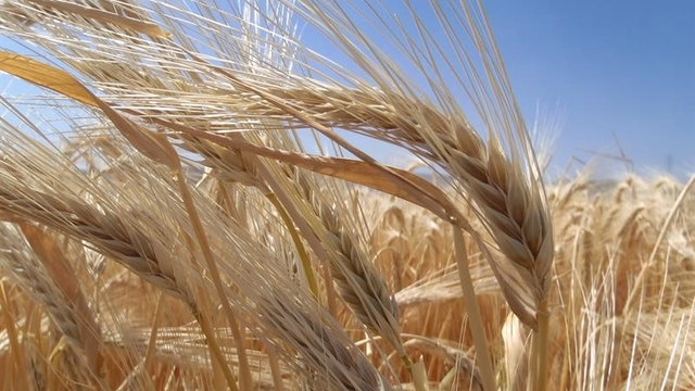 Kuraklık arpa ekimini artırdı