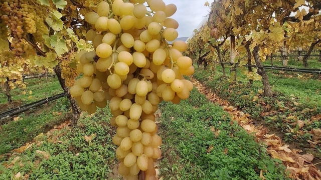 Dalında üzümler 5 aydır tazeliğini koruyor