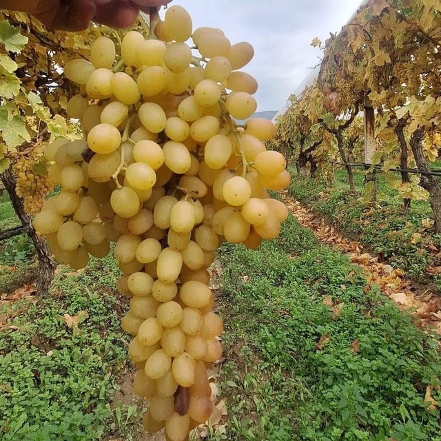 Dalında üzümler 5 aydır tazeliğini koruyor