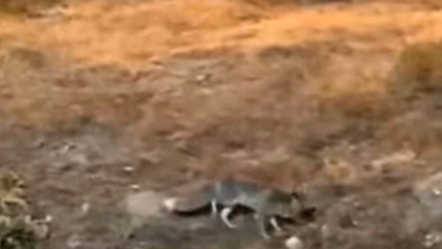 Aç kalan tilki şehir merkezine indi