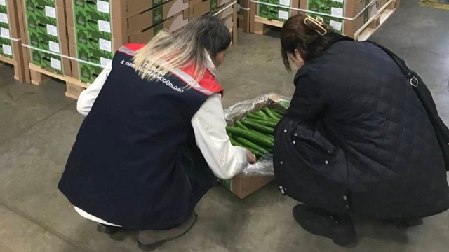 Çorlu'dan Hollanda'ya salatalık ihracatı