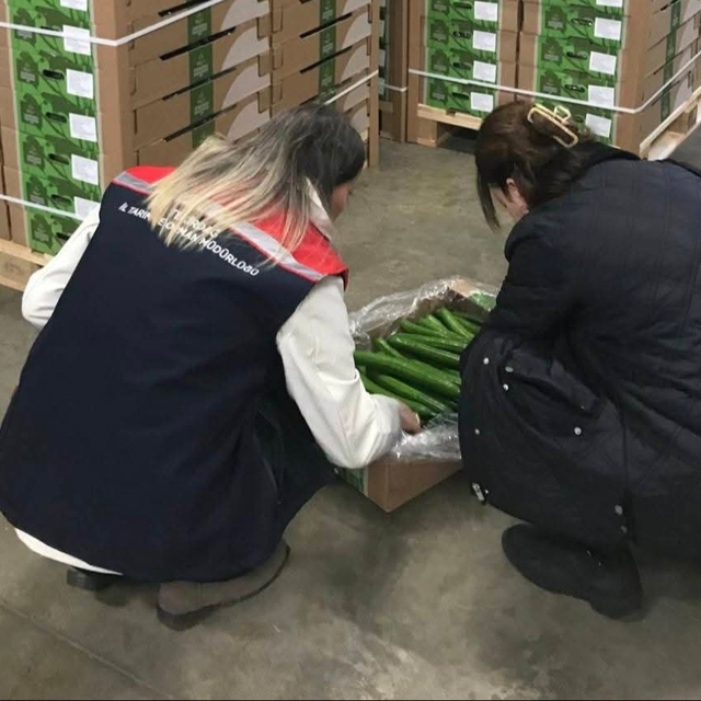 Çorlu'dan Hollanda'ya salatalık ihracatı