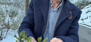 Giresun Ziraat Odası'ndan fındıkta 2026 için risk uyarısı